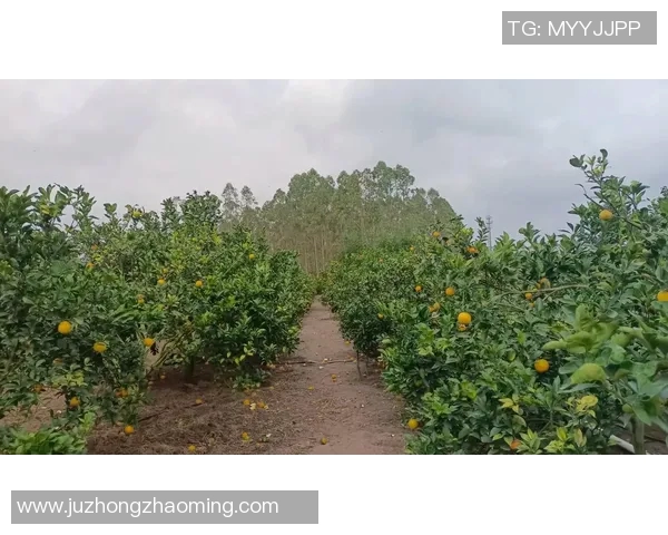 果园采摘乐趣无穷体验，畅享自然美味与田园风光的完美结合